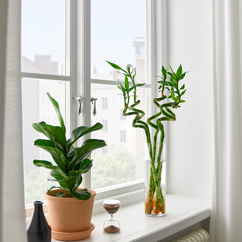 DRACAENA LUCKY BAMBOO plant