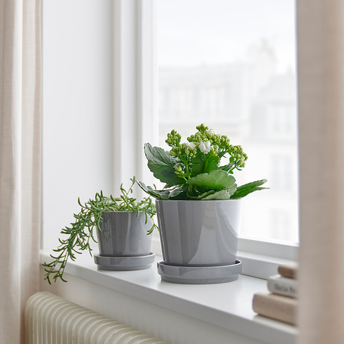 KALANCHOE potted plant