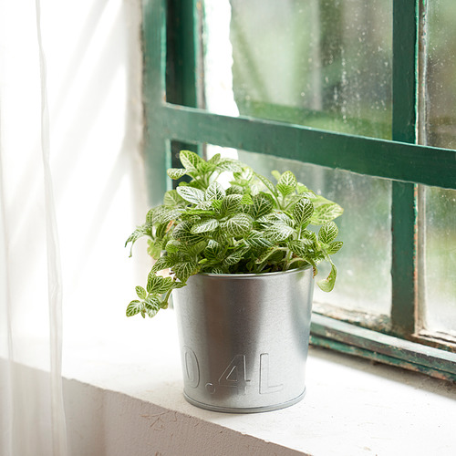 ÅKERBÄR plant pot