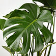 MONSTERA potted plant