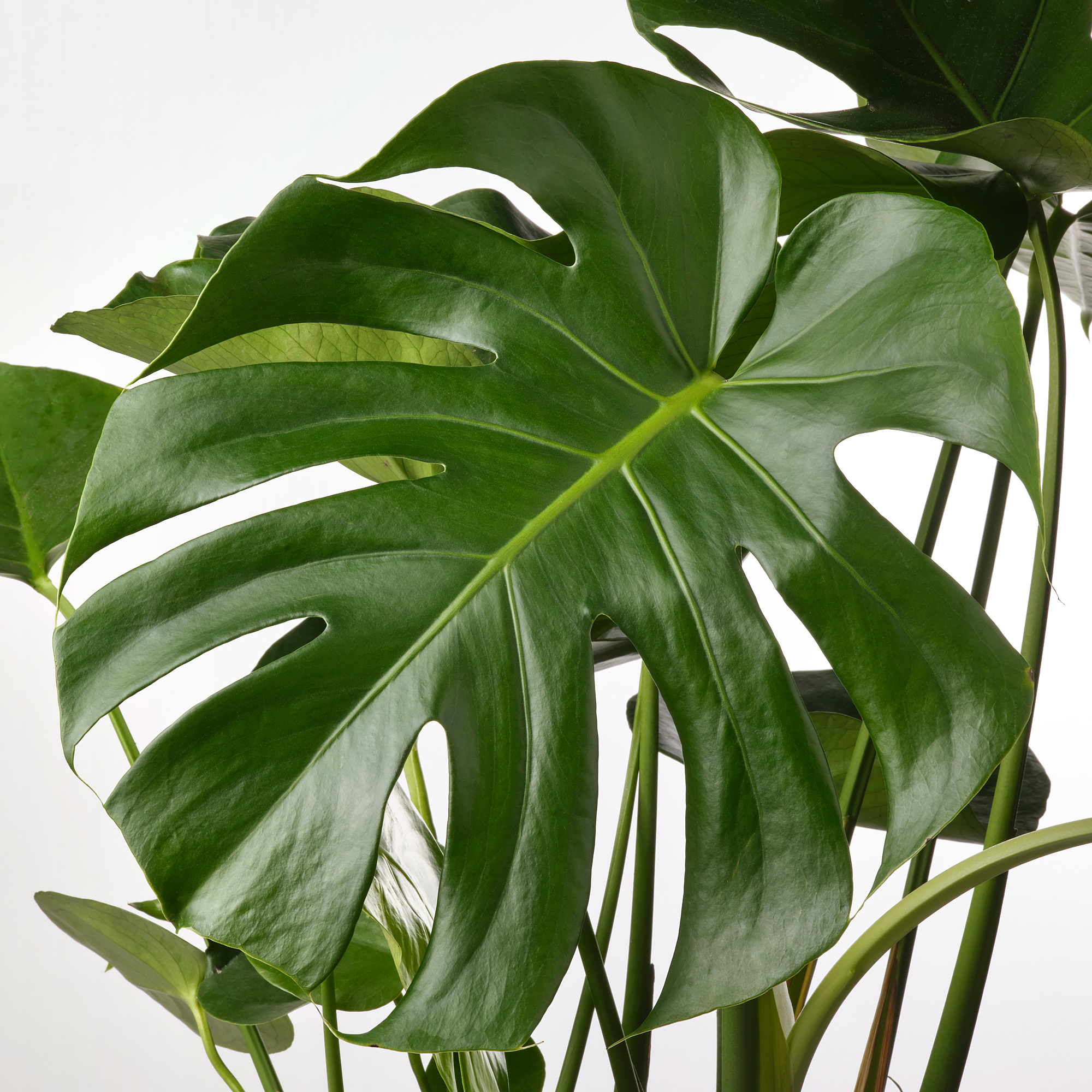 MONSTERA - , , 24 | IKEA