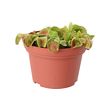 GRÖNSKAN 盆栽植物