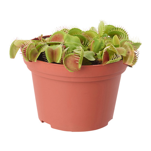 GRÖNSKAN - potted plant, carnivorous, 8 cm | IKEA Hong Kong and Macau - PE670204_S4