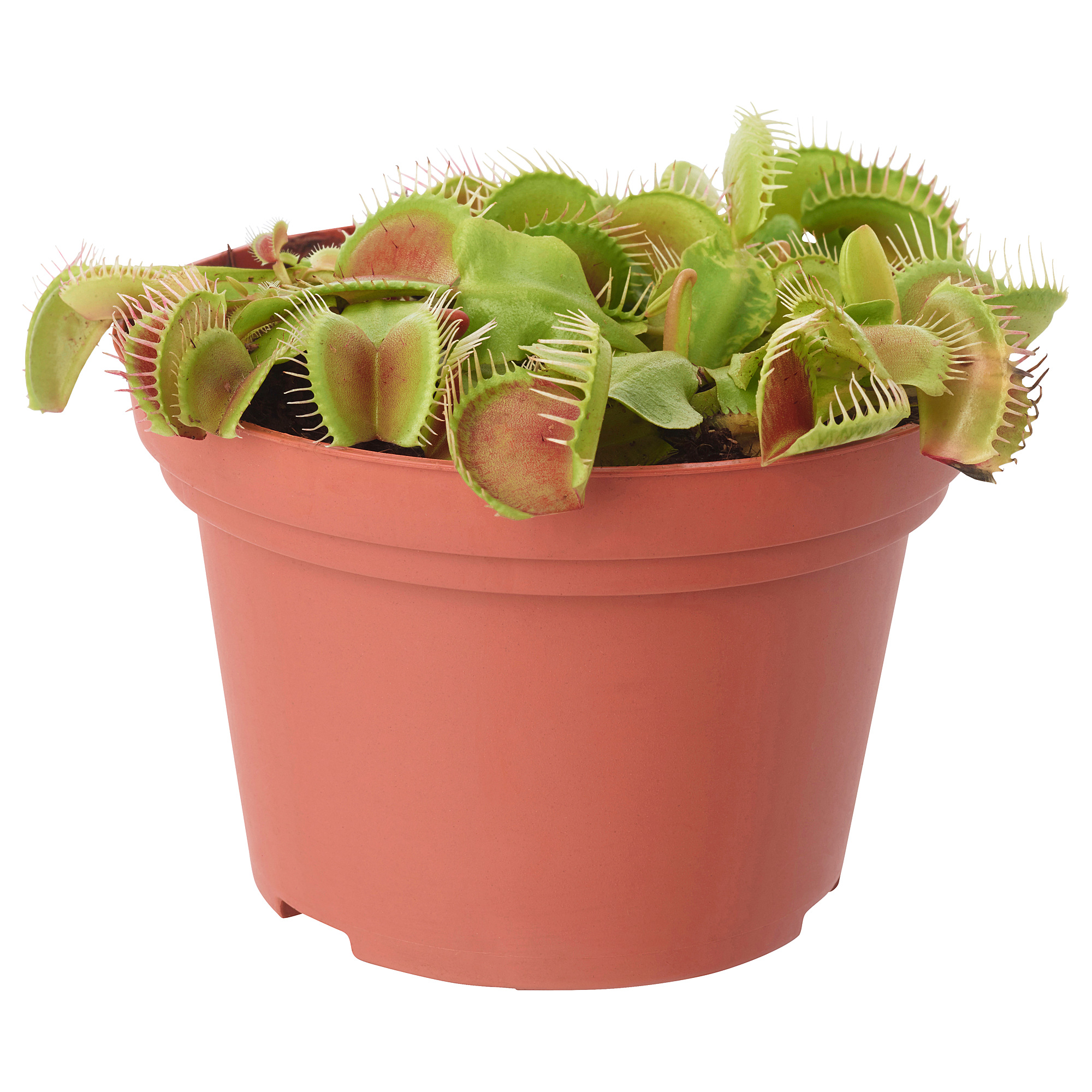 GRÖNSKAN 盆栽植物