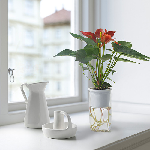 ANTHURIUM 植物