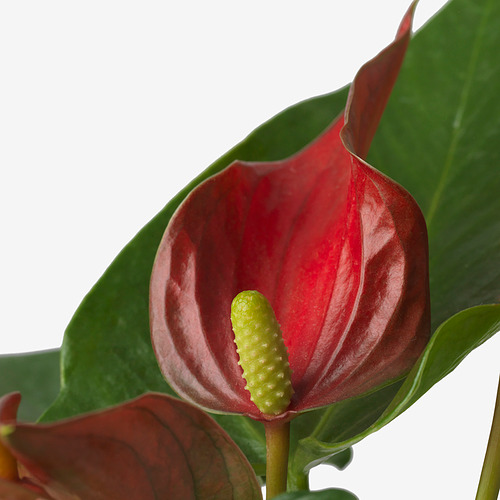 ANTHURIUM 植物