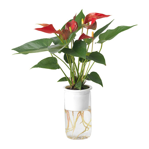 ANTHURIUM 植物