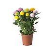 CHRYSANTHEMUM potted plant