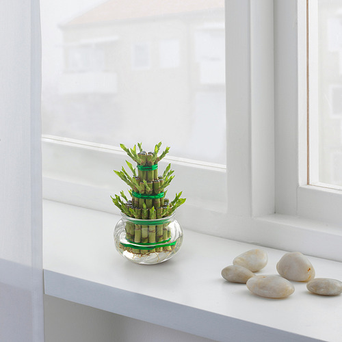DRACAENA plant