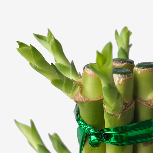 DRACAENA plant