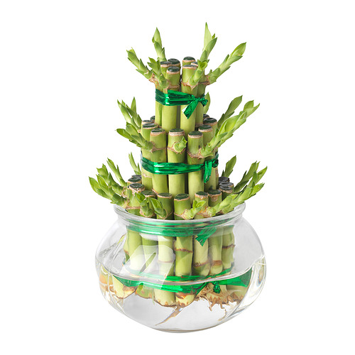 DRACAENA plant