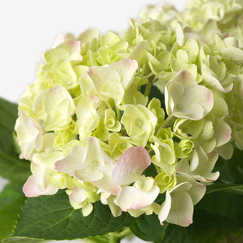 HYDRANGEA MACROPHYLLA 盆栽植物