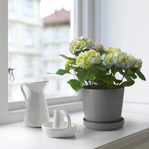 HYDRANGEA MACROPHYLLA 盆栽植物