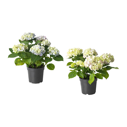 HYDRANGEA MACROPHYLLA 盆栽植物