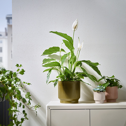 HONUNGSPALM plant pot