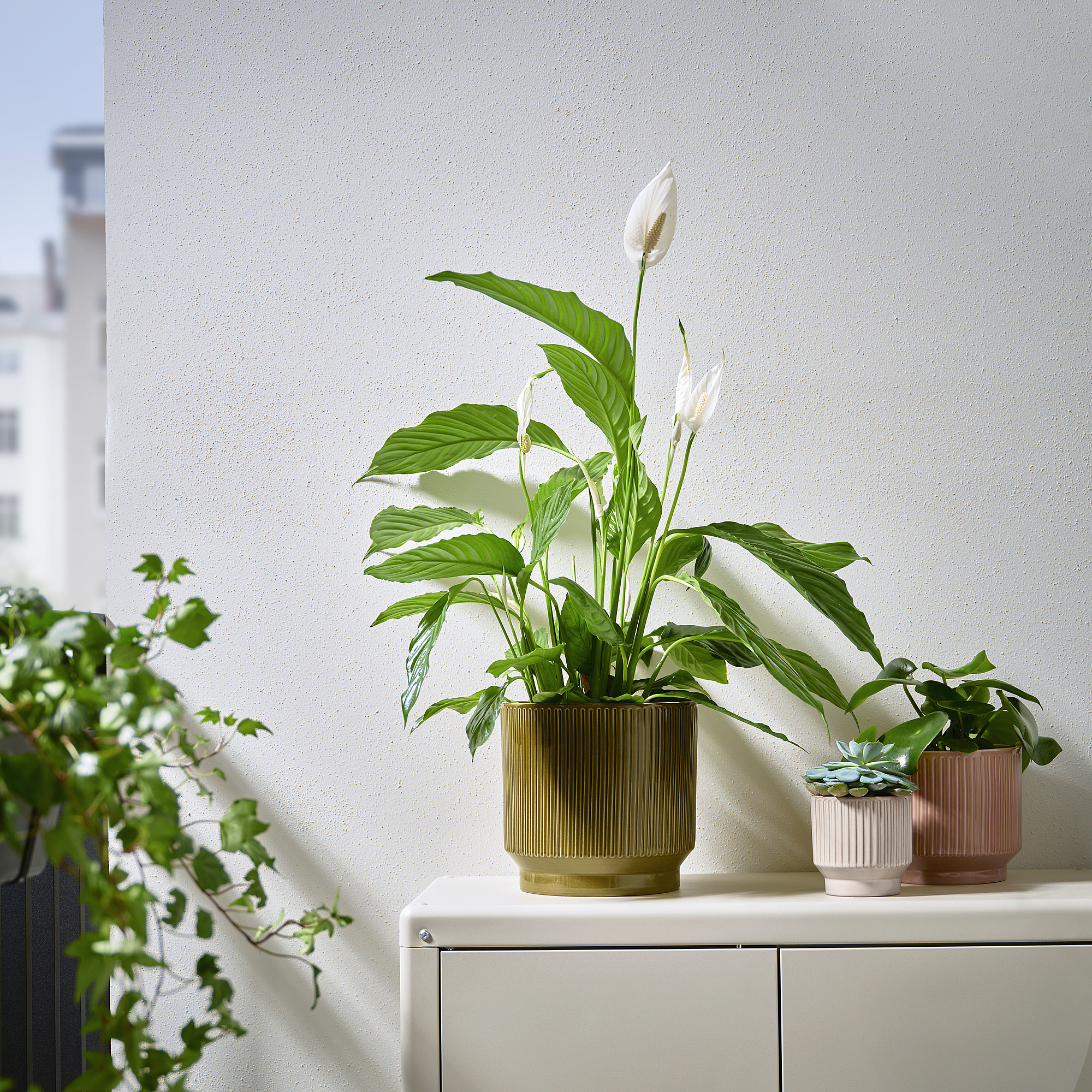 HONUNGSPALM plant pot