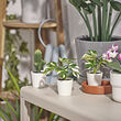 FEJKA artificial potted plant with pot
