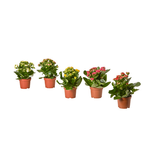 KALANCHOE 盆栽植物