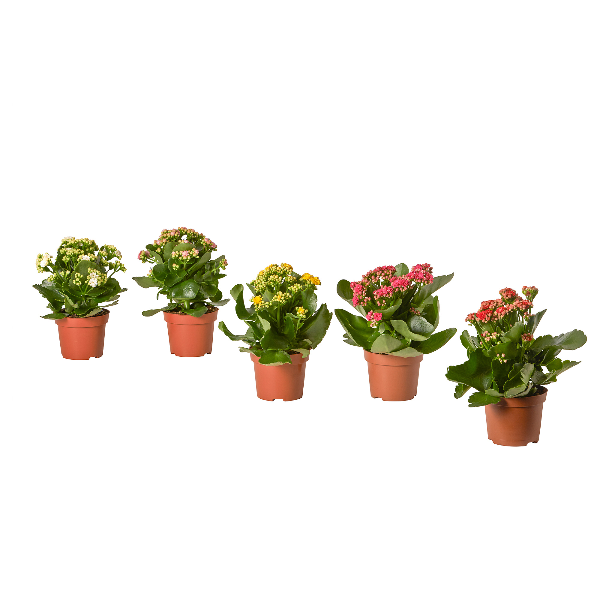KALANCHOE 盆栽植物