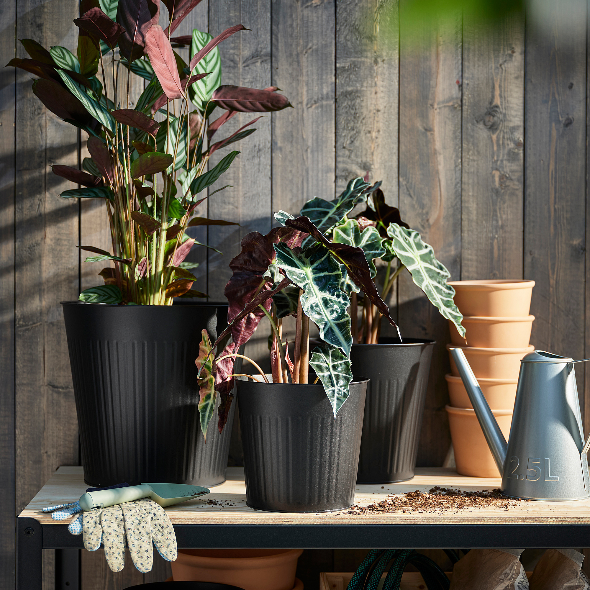 CITRONMELISS plant pot