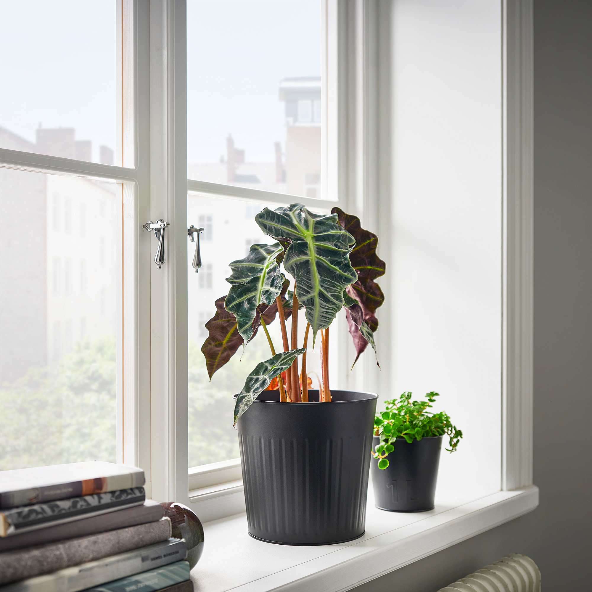 CITRONMELISS plant pot