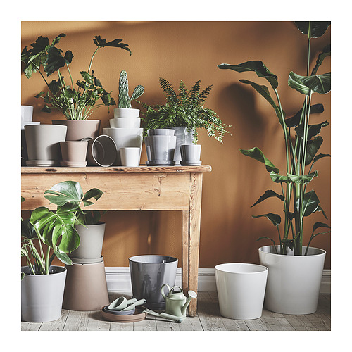 SOJABÖNA plant pot