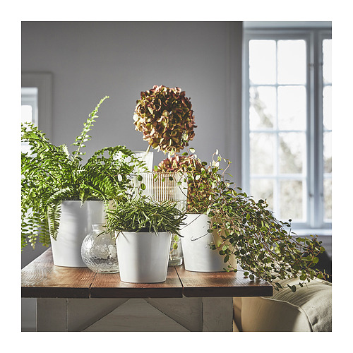 SOJABÖNA plant pot