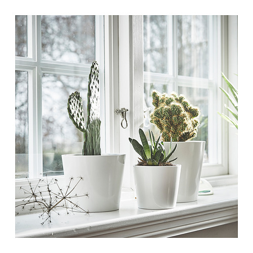 SOJABÖNA plant pot