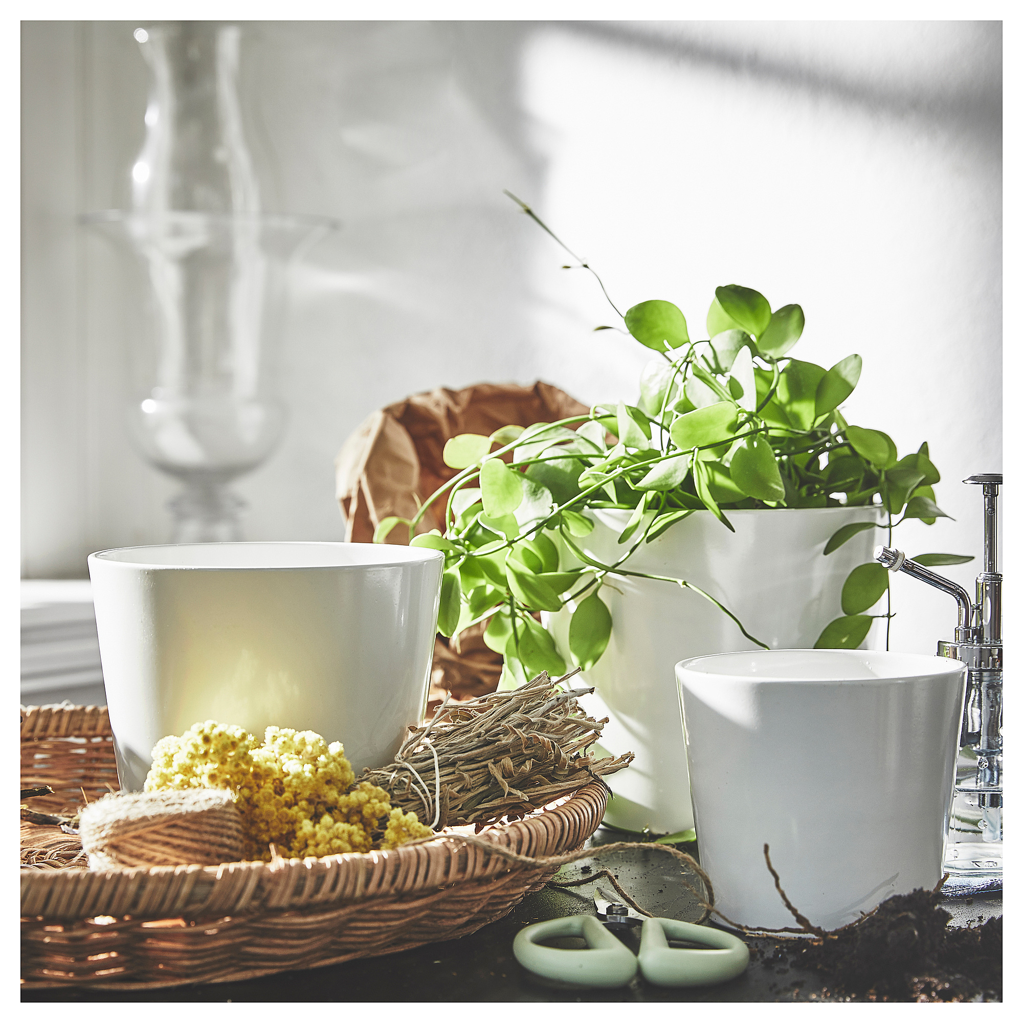 SOJABÖNA plant pot