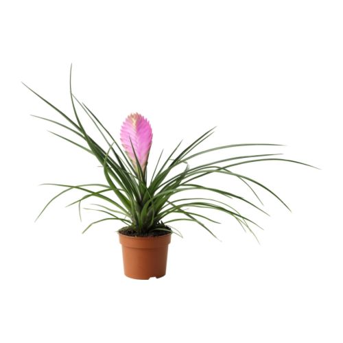 TILLANDSIA 盆栽植物