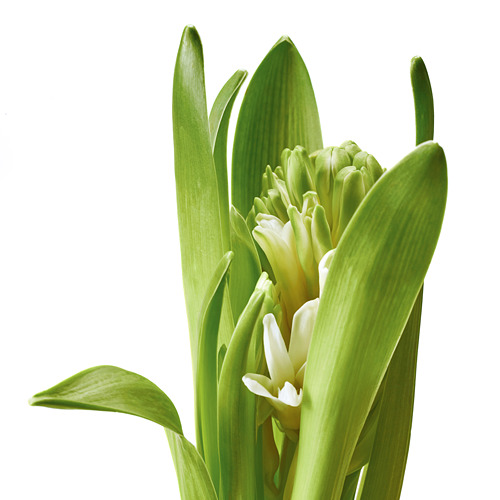 HYACINTHUS potted plant