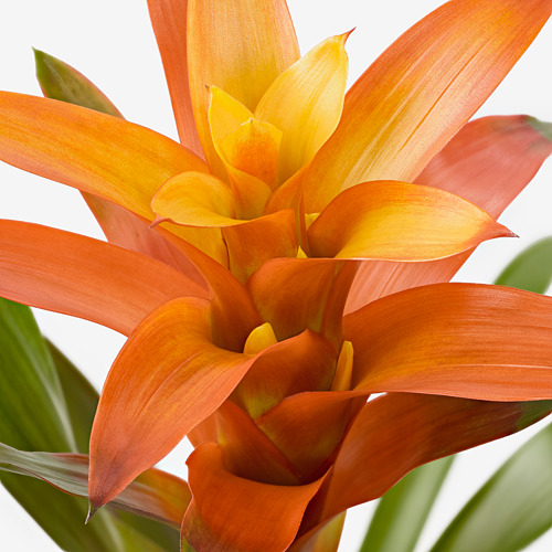 GUZMANIA potted plant