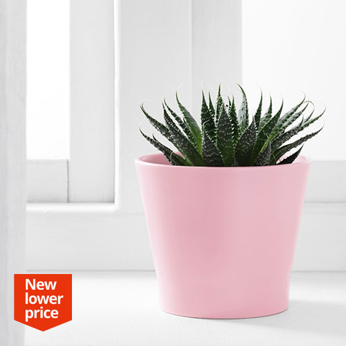 Cheap Plant Pots Hong Kong